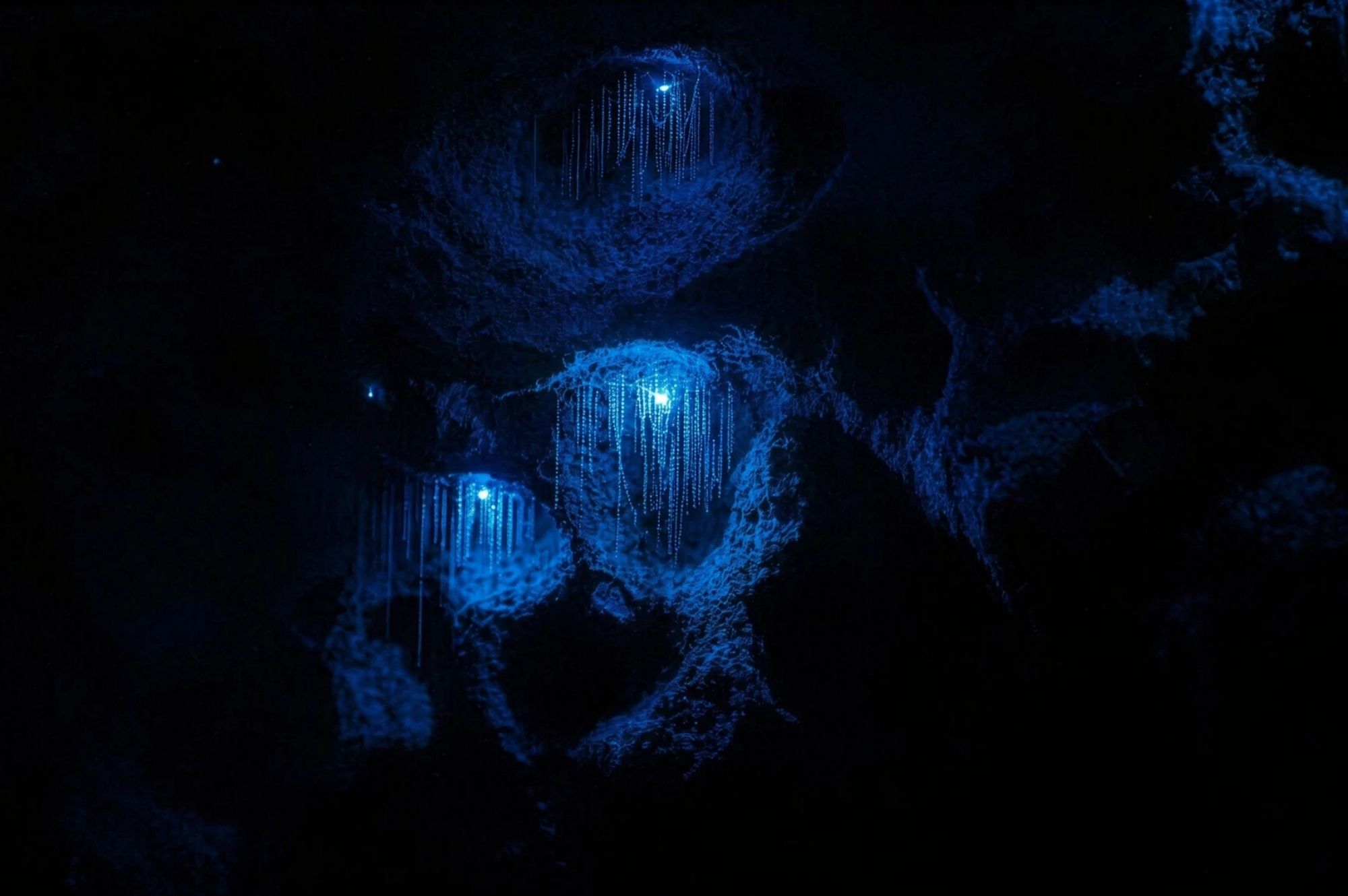 Close-up of glowing New Zealand glowworms illuminating a dark cave wall at Redwoods Glowworms in Rotorua.