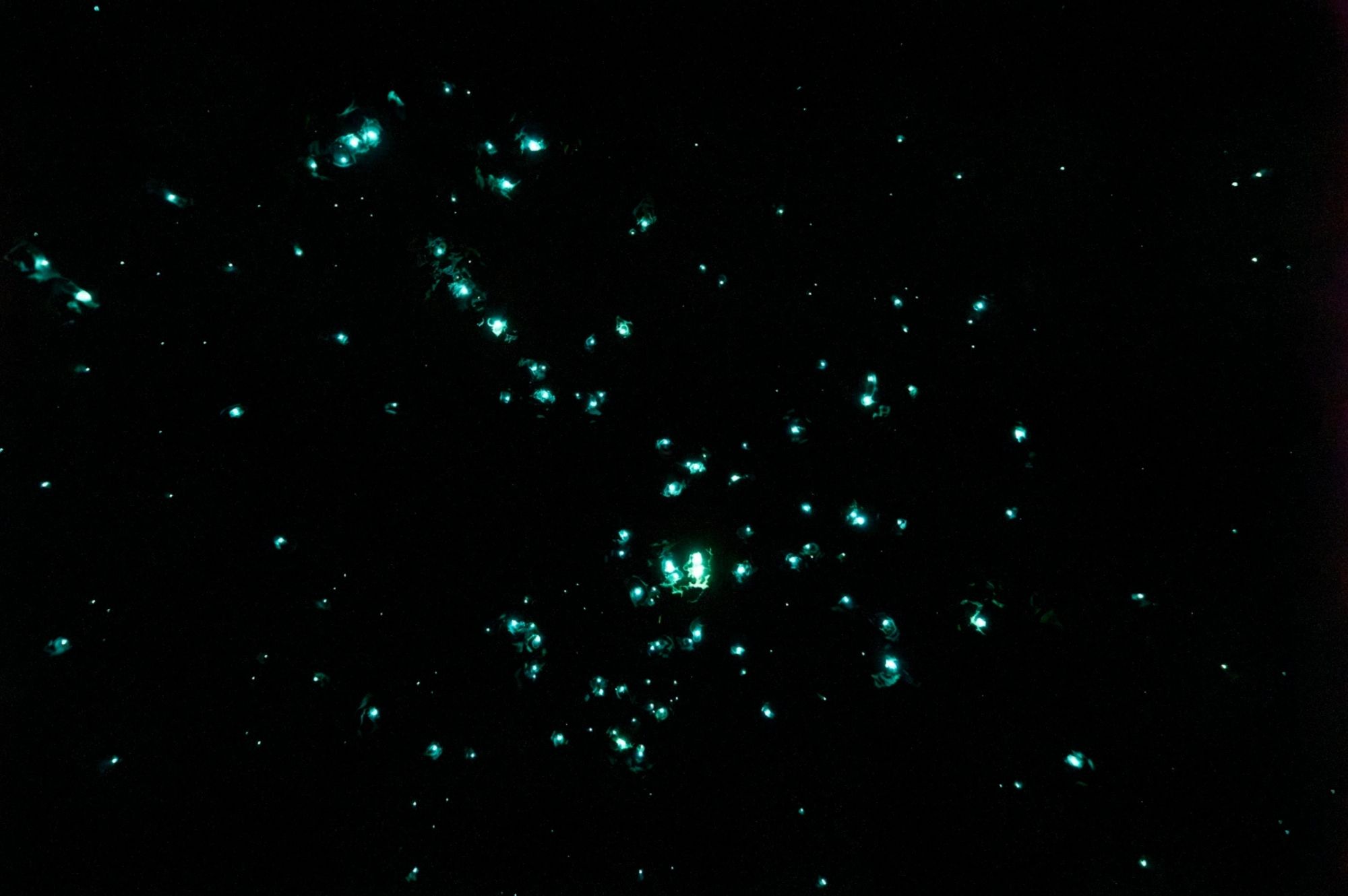 Close-up view of illuminated glowworms suspended in darkness within the Redwoods Glowworms habitat in Rotorua.
