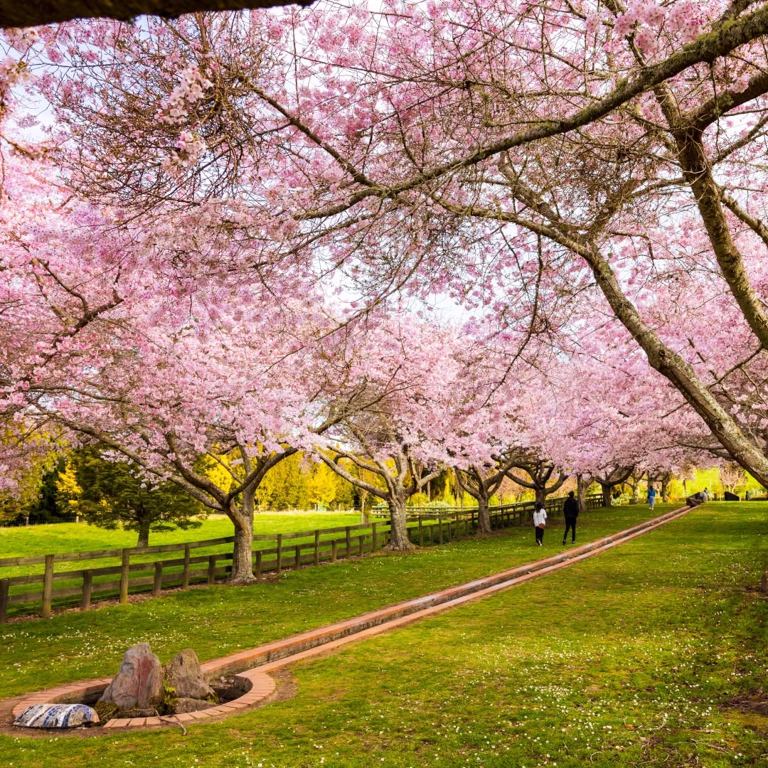 Pink cherry blossom trees flowering beside a pathway through Centennial Park in Rotorua.