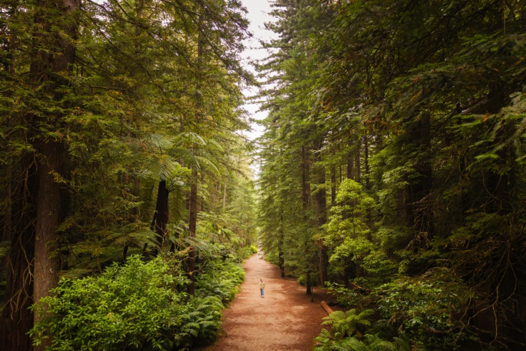 Walking trail winding beneath tall trees and dense greenery in Whakarewarewa Forest.