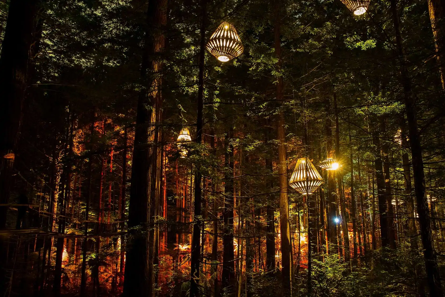 David Trubridge lanterns glowing among the trees at Redwoods Nightlights in Rotorua.